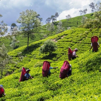 tourhub | Aitken Spence Travels | Exclusive Tea Tour, Private Tour 