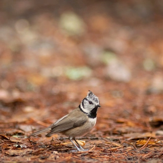 tourhub | Brightwater Holidays | Scotland: Highland Wildlife Safari 4656 