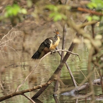 tourhub | Rebecca Adventure Travel | 5-Day All Inclusive Cuyabeno Amazon Adventure with Accommodation in Eco Lodge 