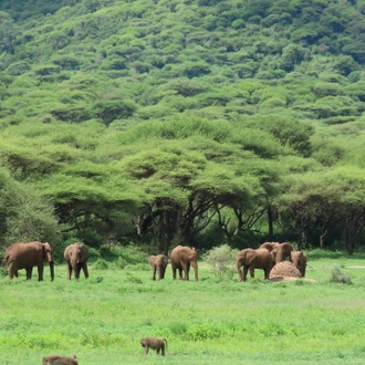 tourhub | Exodus Safaris | 4-Day Tanzania Luxury Safaris (Manyara, Serengeti & Ngorongoro ) 