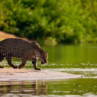 tourhub | Exodus Adventure Travels | Land of the Jaguar 