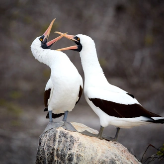 tourhub | Ecuador Galapagos Travels | 4-Day Galapagos Essential Budget 