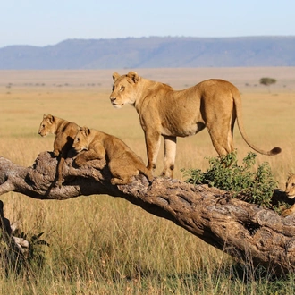 tourhub | Royal Private Safaris | 9 Days Magical Kenya Safari With Chimps Sanctuary Visit 