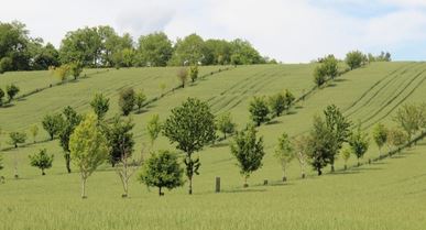 Représentation de la formation : Remettre l'arbre au cœur de nos systèmes de production_CA12