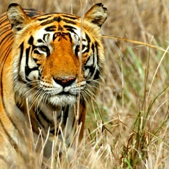 tourhub | Holidays At | Golden Triangle with Ranthambore Tour 