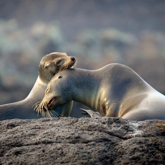 tourhub | Ecuador Galapagos Travels | 5 Days Galapagos Fascinating Nature 