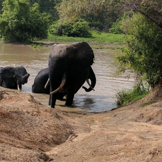 tourhub | Nyonkopa Eco Tours | 10 Days Wildlife and Culture Tour of Ghana 