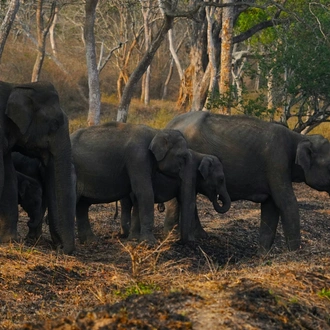 tourhub | Go Book Tours | Bandipur National Park Tour with Wayanad 