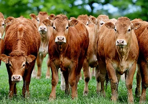 Représentation de la formation : Evaluer la conduite du troupeau bovin viande par des méthodes originales et innovantes_CA12