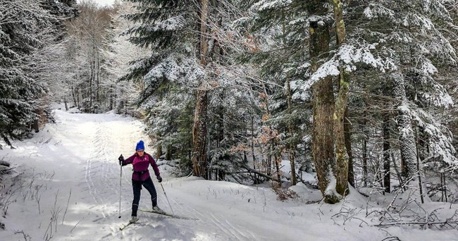 Half Day Cross Country Ski Tour/Lesson