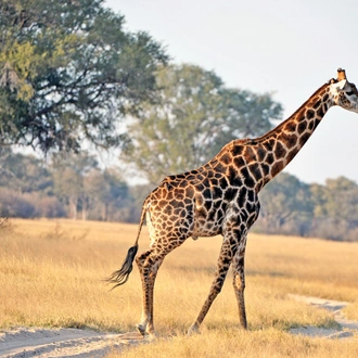 tourhub | G Adventures | Unforgettable Africa: From Cape Town to the Okavango Delta 