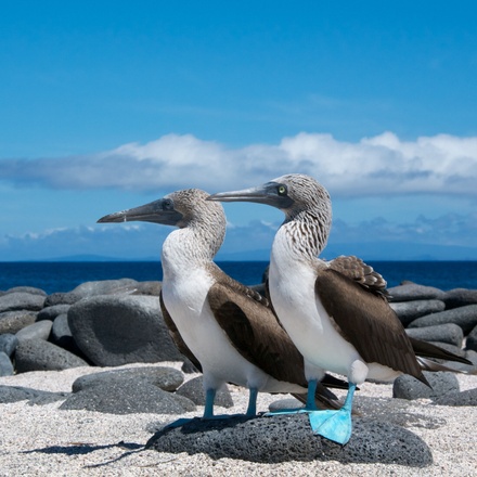 Animal Kingdom: Walk With Wildlife on the Galápagos Islands