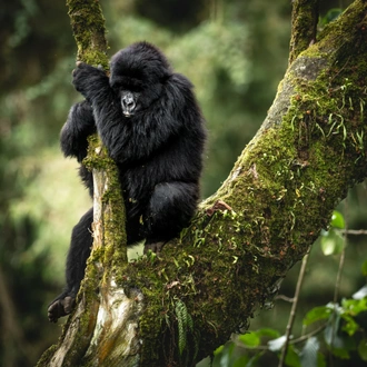 tourhub | GoExplore Safaris | Ultimate Gorilla Trekking Safari 