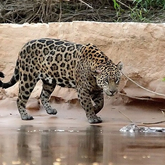 tourhub | Signature DMC | 6-Days North Pantanal Experience - Following the footsteps of the Jaguar  