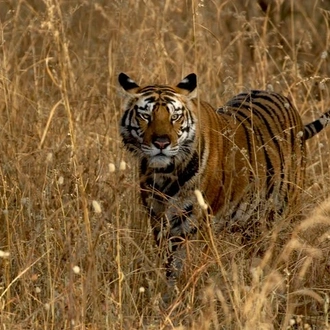 tourhub | Agora Voyages | Incredible Wildlife Safari in Bandhavgarh, Kanha & Pench National Parks 