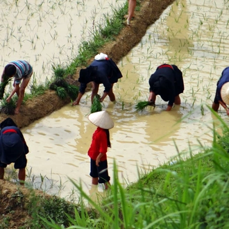 tourhub | Mr Linh's Adventures | 6-day Trekking in Ha Giang - Hoang Su Phi 