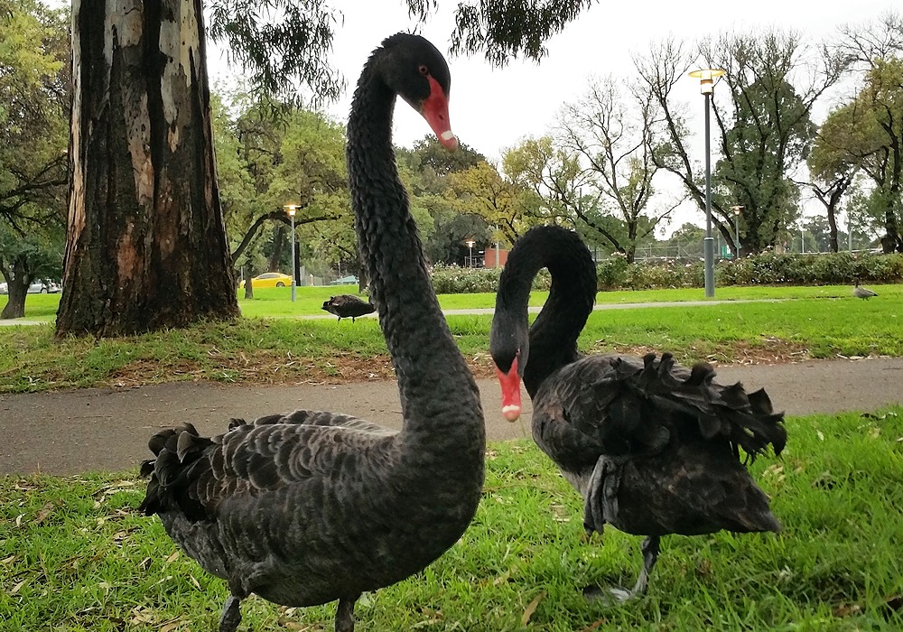 Swans at Pinky Flat in Tarntanya Wama (Park 26)