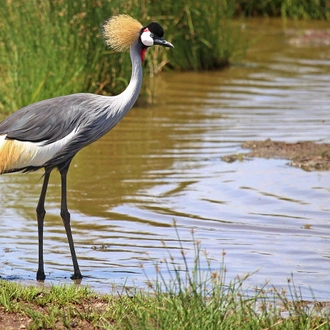 tourhub | Beach and Safari Holidays | A Journey Through The Ngorongoro Crater and Serengeti National Park 