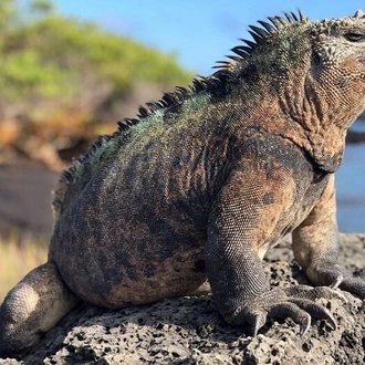 tourhub | Latin Adventures | Galapagos Island Hopping Adventure 