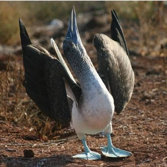 tourhub | World Expeditions | Galapagos Islands: Bays & Beaches aboard Origin, Theory & Evolve 