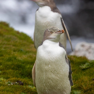 tourhub | Heritage Expeditions | Galapagos of the Southern Ocean 