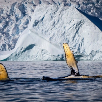 tourhub | Intrepid Travel | Best of Antarctica: Wildlife Explorer (Ocean Endeavour) 