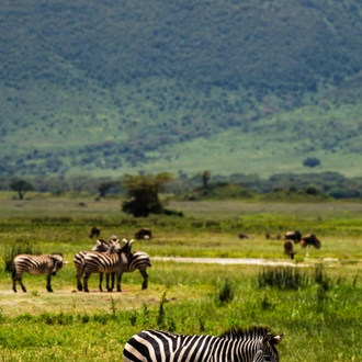 tourhub | Beach and Safari Holidays | From Arusha: 5 Days Classic Safari Cats, Calves & Crater 