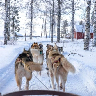 tourhub | Travel Department | Santa's Wonderland in Lapland 