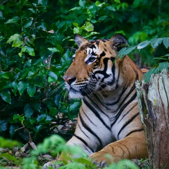 tourhub | Discover Activities | Golden Triangle With Ranthambore Tigers and Bharatpur Birds 