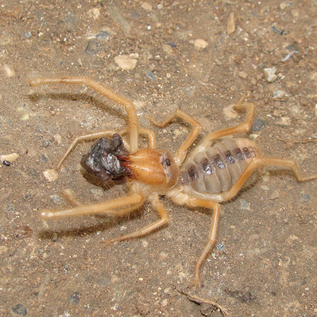 Red Roman Spider from Solifugae