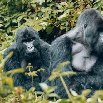 tourhub | Kawira Safaris Ltd | 2 days Uganda Gorilla Trek from Kigali 