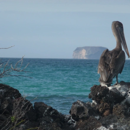 Galapagos Encounter - Archipel I (Itinerary A)