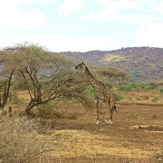 tourhub | Eddy tours and safaris | 6 Days Serengeti Migration. 