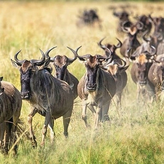 tourhub | Widerange African Safaris | 5 Days Popular Tanzania Serengeti migration Safari Tour in Southern Ndutu 