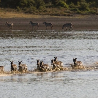 tourhub | Widerange African Safaris | 7 Days Tanzania mid-range Lodge Safari - Serengeti Migration Safari 