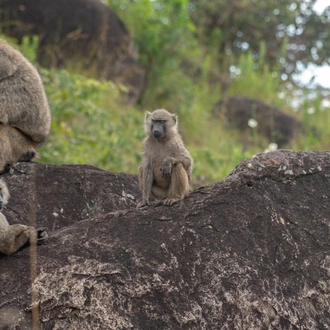 tourhub | Verdoro Safaris | 6-Day Uganda Guided Safari from Entebbe Airport 