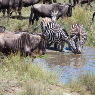 tourhub | Widerange African Safaris | 7 Days Tanzania mid-range Lodge Safari - Serengeti Migration Safari 