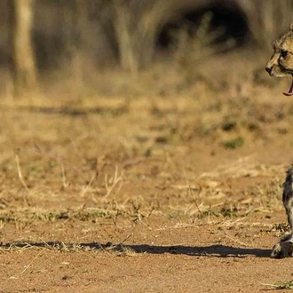 tourhub | Across Africa Tours Travel | Etosha NP & Swakopmund Safari 4 Days/ 3 Nights ( Comfort) 