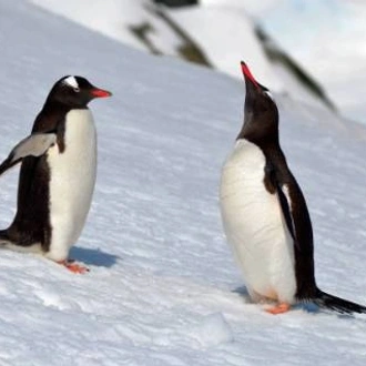Antarctica - Land of Penguins & Icebergs Explorer