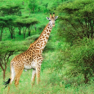 tourhub | ARP Travel Group | Simba Safari, Tanganyika Wilderness Camps 