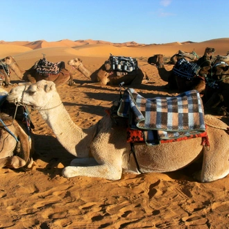 tourhub | Nomadic Tours | Camels and Kasbahs Family Tour 9 Days 