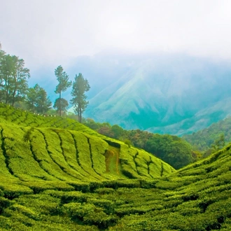 tourhub | 365 Leisure India Holidays Private Limited | Enchanting Kerala Backwaters & Hills Tour - Cochin, Munnar and Alleppey 