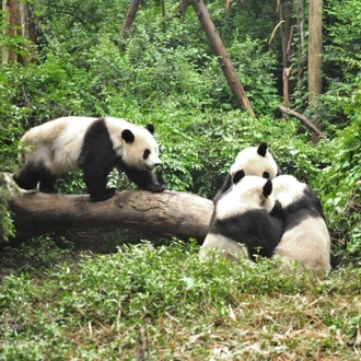 tourhub | Tui China | Cultural Treasures and Serene Landscapes: Chengdu's Path to Laos Tour 