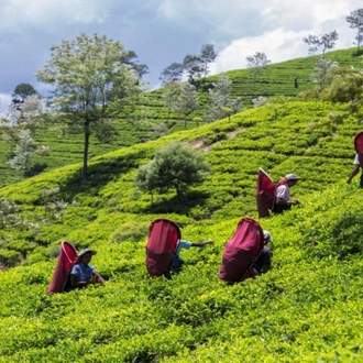 tourhub | Today Voyages | Exclusive Tea Tour, Private Tour 