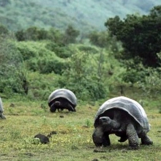 tourhub | Ecuador Galapagos Travels | 18-Days Charm of Ecuador Andes Amazon Galapagos Island Hopping 