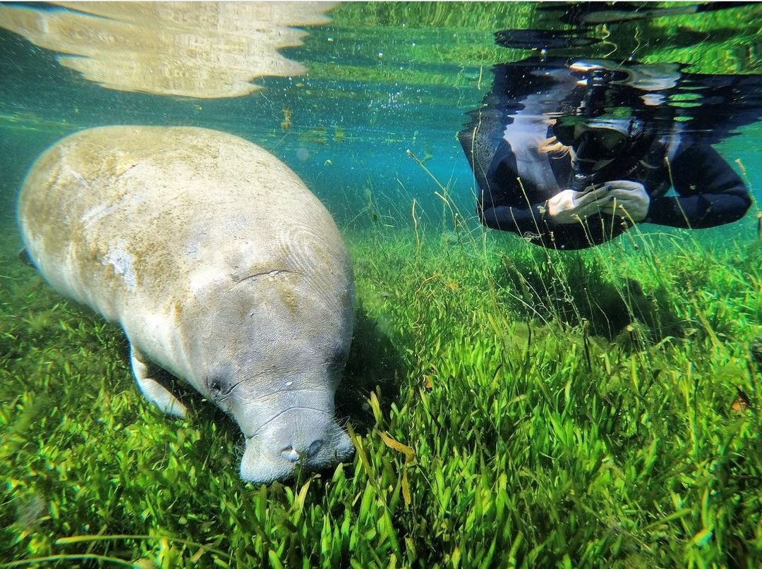 Manatee Snorkel Tour