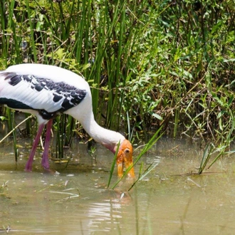 tourhub | Aitken Spence Travels | Professional Birding Tour - Free Upgrade to Private Tour Available 