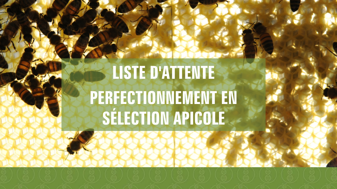 Représentation de la formation : Perfectionnement en sélection apicole (Liste d'attente)