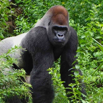 tourhub | YellowWood Adventures | Gorillas & Hiking Uganda's Rwenzori Mountains 