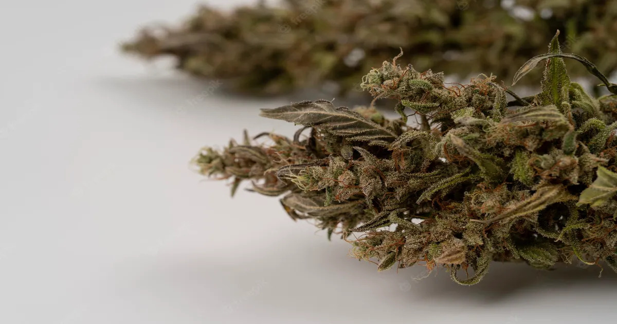 Benefits of Freeze Drying Cannabis